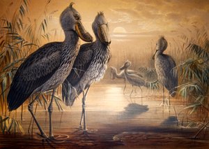 ハシビロコウ、1861